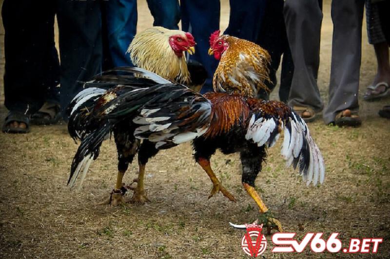 Luật chơi đá gà SV388 chi tiết nhất