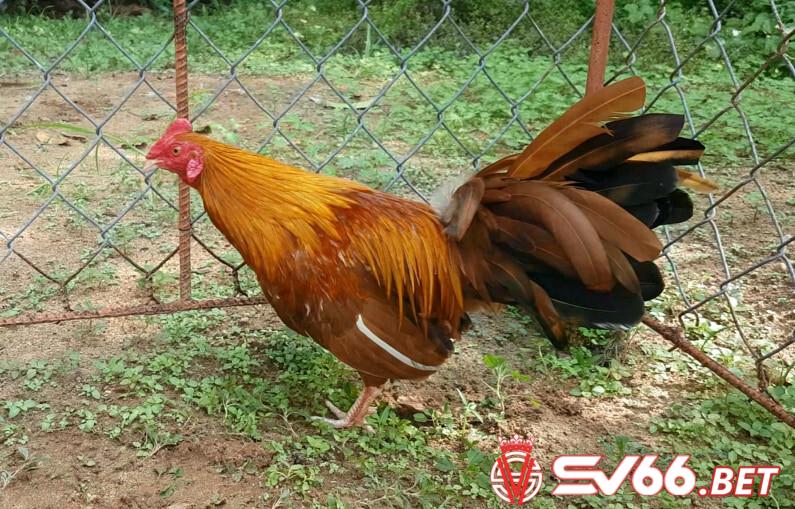 Giới thiệu tổng quan về giống gà khét