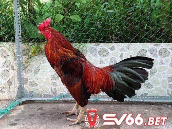Hôm nay đá gà màu gì ngon nhất