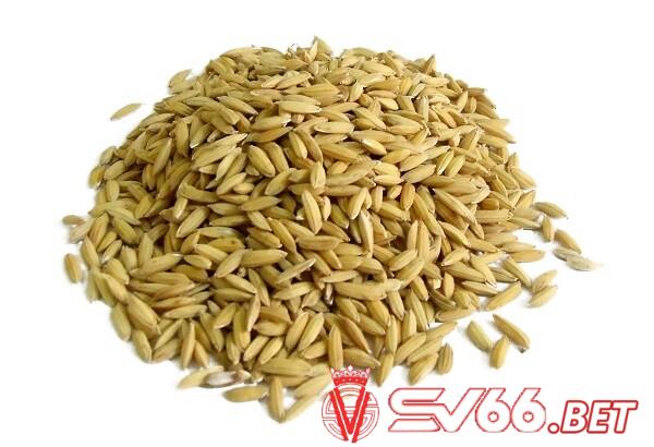 Lúa và thóc là thức ăn cho gà chọi quan trọng nhất và cần được bổ sung mỗi ngày