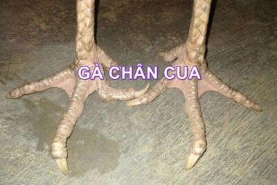 Tìm hiểu về gà đá chân cua và kinh nghiệm nuôi nên biết