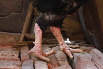 Top 8 vảy gà chọi thần kê đá hay cực chuẩn 