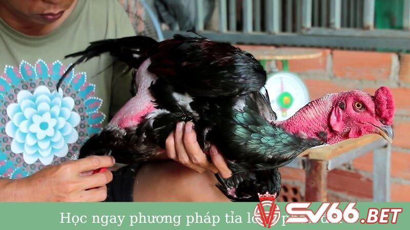 Học phương pháp tỉa lông phần đùi sao cho đúng?
