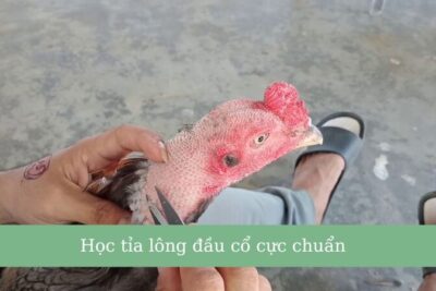 Hướng dẫn cắt tỉa lông gà đá đỉnh nhất 2025