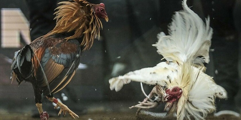 Bật mí kinh nghiệm chơi đá gà Thomo C3 chuyên nghiệp