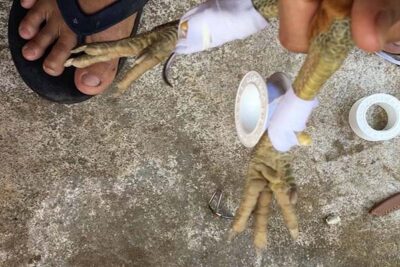 Hướng dẫn lên cựa gà chuẩn cho dân đá gà chuyên nghiệp