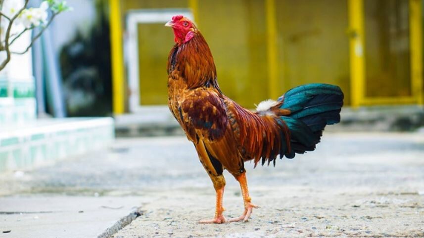 Giai đoạn trước khi đào tạo gà chọi – Gà lên chuồng